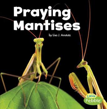 Praying Mantises - Book  of the Little Critters