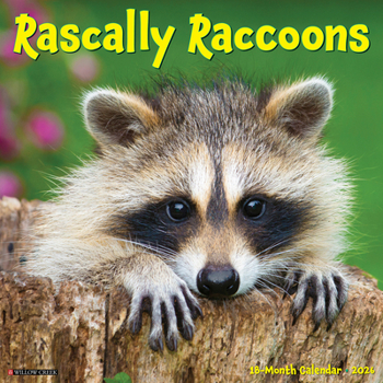 Calendar Rascally Raccoons 2026 Wall Calendar Book