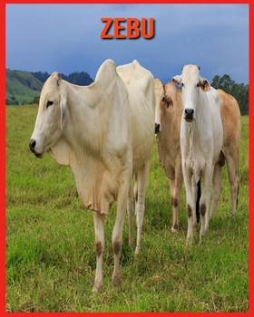 Paperback Zebu: Erfahre mehr ?ber Zebu und freue dich an den farbenfrohen Bildern [German] Book