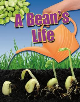Life Cycle of a Bean (Heinemann First Library) - Book  of the Life Cycle of a...