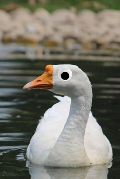 Googly Eye Goose Journal: 100-page blank lined journal featuring a goose with googly eyes