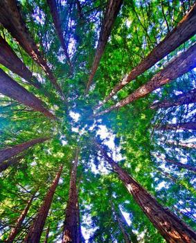 In the Company of Redwoods