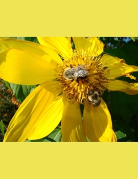 Paperback The Notebook Book