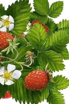 Paperback Strawberries Notebook Book
