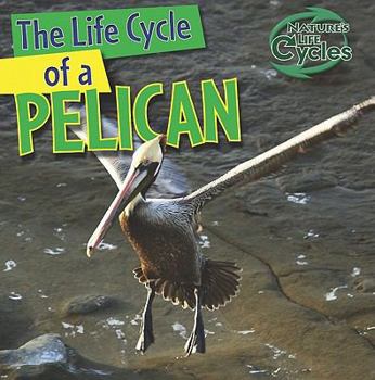 Paperback The Life Cycle of a Pelican Book