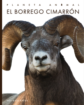 Paperback El Borrego Cimarrón [Spanish] Book