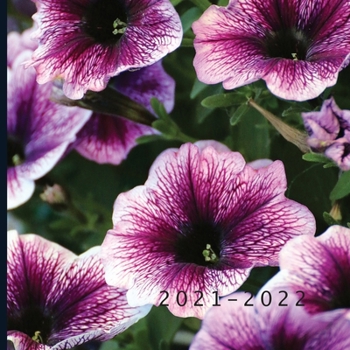 2021 - 2022: 18 Month Calendar | Monthly Photo Calendar | July 2021 - December 2022 | Monthly Calendar with U.S./UK/ Canadian/Christian/Jewish/Muslim Holidays | Petunia Flower Calendar