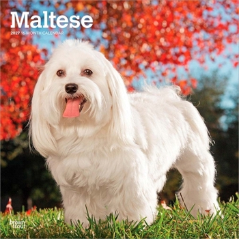 Maltese 2027 12 X 24 Inch (Hanging) Monthly Square Wall Calendar Plastic-Free