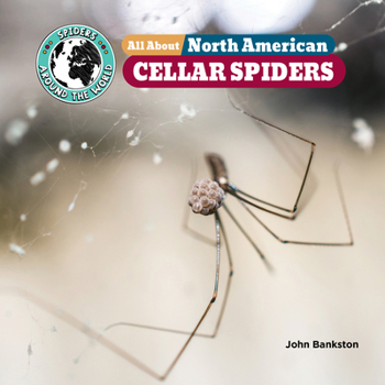 All about North American Cellar Spiders (Spiders Around the World: North America)