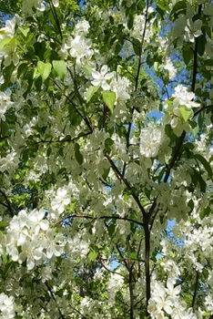 Paperback 2020 Daily Planner Beautiful Springtime Flowering Tree 388 Pages: 2020 Planners Calendars Organizers Datebooks Appointment Books Agendas Book