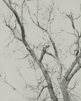 Hardcover Mitch Epstein: New York Arbor Book