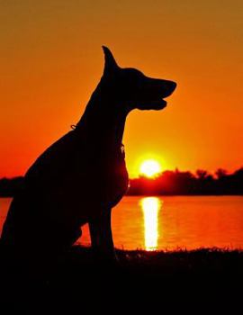 Paperback Doberman Sunset Notebook: 8.5 X 11 202 College Ruled Pages Book