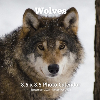 Paperback Wolves 8.5 X 8.5 Calendar September 2021 -December 2022: Monthly Calendar with U.S./UK/ Canadian/Christian/Jewish/Muslim Holidays-Wolf Animal Nature Book