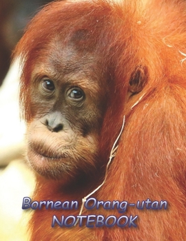 Paperback Bornean Orang-utan NOTEBOOK: notebooks and journals 110 pages (8.5"x11") Book