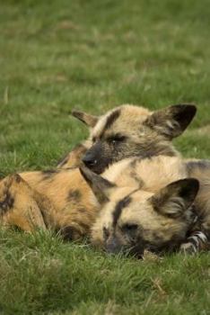 Paperback A Pair of African Painted Hunting Dogs (Lycaon pictus) Journal: 150 Page Lined Notebook/Diary Book