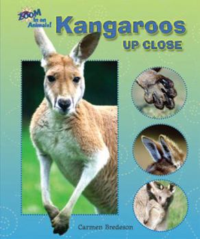 Kangaroos Up Close - Book  of the Zoom In on Animals!