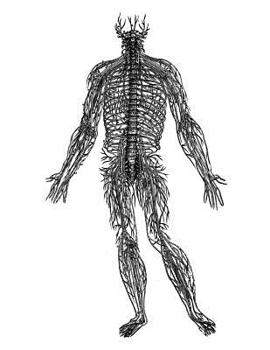 Anatomy Notebook: Spinal Nerves - Andreas Vesalius Anatomy Art College Ruled Notebook | 110 Pages (Andreas Vesalius White Cover)