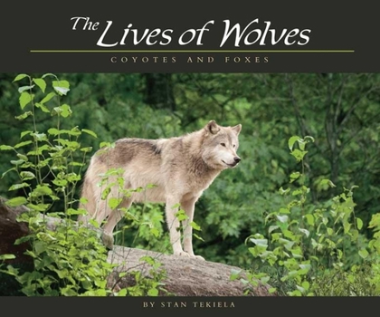 Paperback Lives of Wolves, Coyotes and Foxes Book