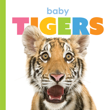 Board book Baby Tigers Book