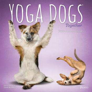 Yoga Dogs Together 2020 12 x 12 Inch Monthly Square Wall Calendar by Plato, Animals Humor Dog