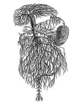 Anatomy Notebook: Deliniation of Portal Vein - Andreas Vesalius Anatomy Art College Ruled Notebook | 110 Pages (Andreas Vesalius White Cover)