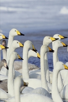 2020 Weekly Planner Winter Theme Gaggle Geese 134 Pages: 2020 Planners Calendars Organizers Datebooks Appointment Books Agendas