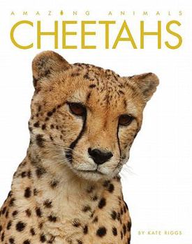 Paperback Amazing Animals: Cheetahs Book