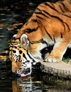 Paperback Notebook: tiger predator drink water thirst thirsty fur Book