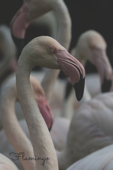 Flamingo: Notizbuch / Tagebuch bunte Vögel - DIN A5 120 Seiten punktiert / Punkteraster - Geschenk Vogel (German Edition)