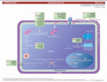 MemoCharts Pharmacology : Antifungal drugs (Review Chart)