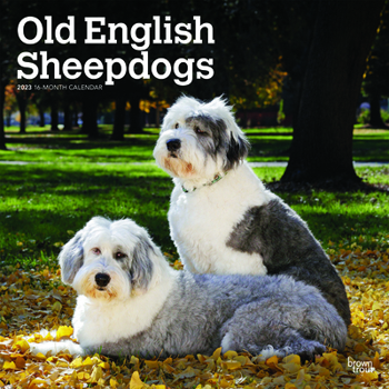 Calendar Old English Sheepdogs 2023 Square Book