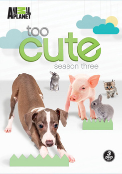 DVD Too Cute: Season 3 Book