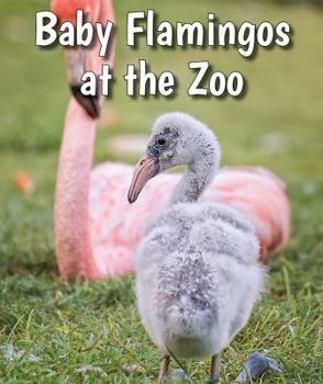 Paperback Baby Flamingos at the Zoo Book