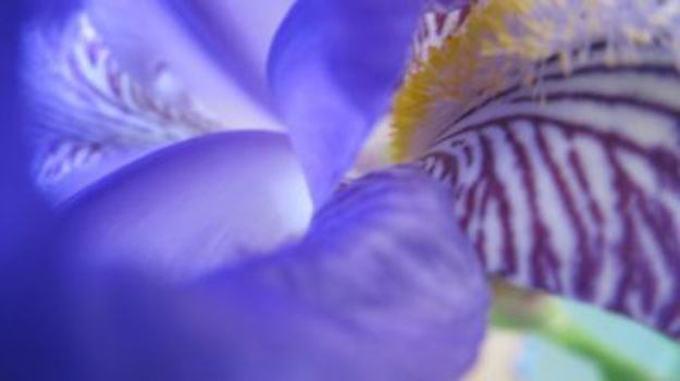 Paperback Spirit Speaks - The Transformation Connection Book