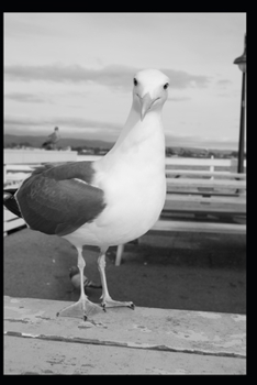 Paperback Othello Shakespeare: Annotated Book