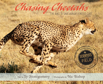 Hardcover Chasing Cheetahs: The Race to Save Africa's Fastest Cat Book