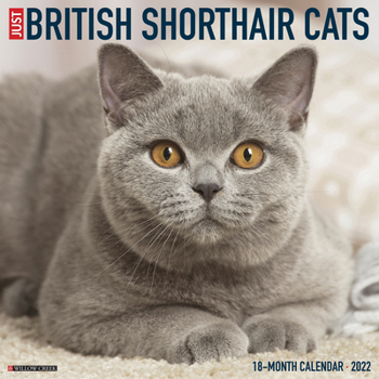 Calendar British Shorthair Cats 2022 Wall Calendar (Cat Breed) Book
