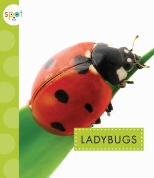Ladybugs - Book  of the Spot Creepy Crawlies