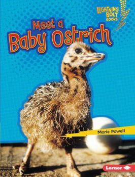 Meet a Baby Ostrich - Book  of the Baby African Animals