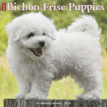 Calendar Just Bichon Frise Puppies 2020 Wall Calendar (Dog Breed Calendar) Book