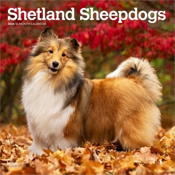 Calendar Shetland Sheepdogs 2026 12 X 24 Inch (Hanging) Monthly Square Wall Calendar Plastic-Free Book
