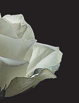 Paperback White Rose Notebook large Size 8.5 x 11 Ruled 150 Pages Book