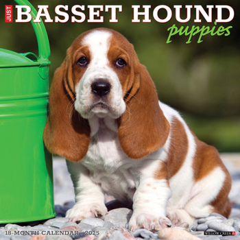 Calendar Just Basset Hound Puppies 2025 12 X 12 Wall Calendar Book
