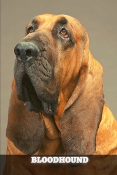 Paperback Bloodhound: Complete breed guide Book