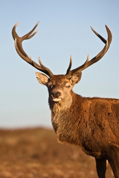 Paperback Scottish Stag Inspired 2020 Weekly Monthly Planner: Diary with Agenda & Calendar Schedule, To Do List, Notes, Water Intake Log & Expense Tracker - Sta Book