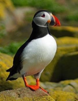 Paperback Puffin Notebook: Notebook Journal 8.5 X 11 202 Lined Pages Book