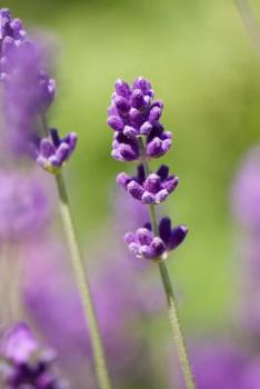 Paperback Close-Up of Lavender, for the Love of Flowers: Blank 150 Page Lined Journal for Your Thoughts, Ideas, and Inspiration Book