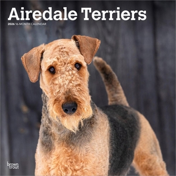 Airedale Terriers 2026 12 X 24 Inch (Hanging) Monthly Square Wall Calendar Plastic-Free
