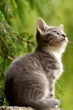 Journal: Gray Kitten