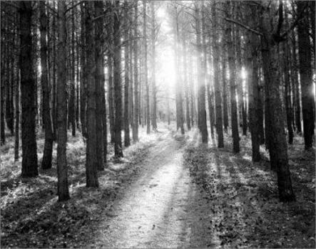 Hardcover Summer Light Book